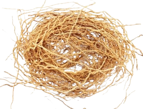Vetiveeru