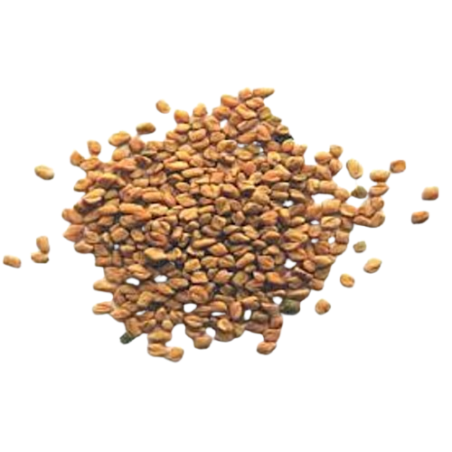 Fenugreek