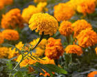 marigold